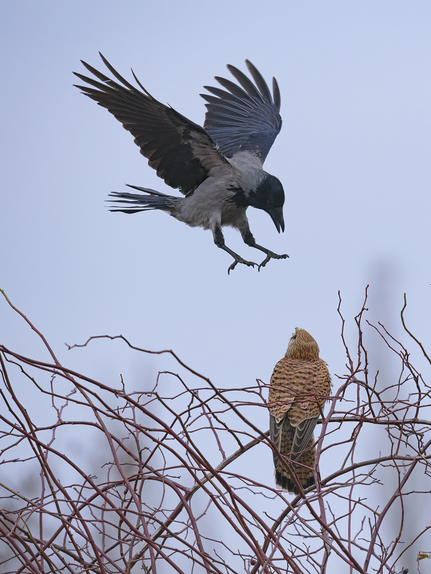 Näher traute sich ...